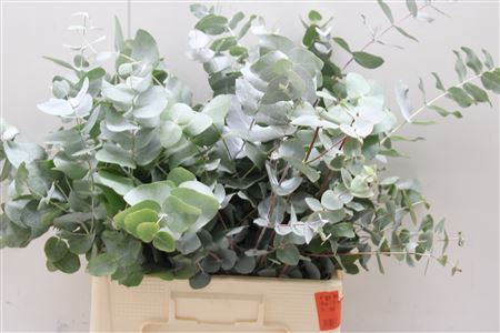 Euc Baby Blue Lang (fr)