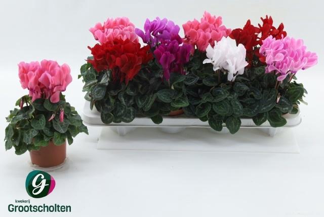 <h4>CYCL MD SUP MACRO</h4>