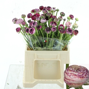 RAN ANDREA CAPPUCCIN