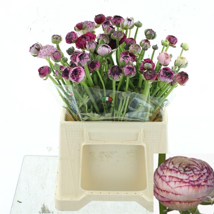 <h4>RAN ANDREA CAPPUCCIN</h4>