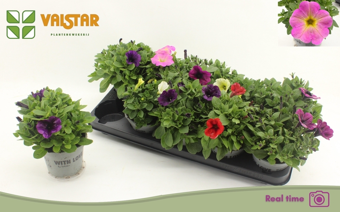 <h4>PET FAMOUS GEM</h4>