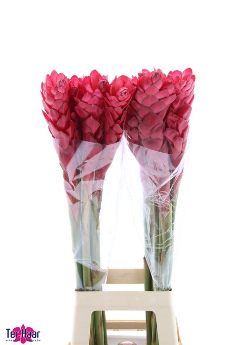 <h4>Alpinia purpurata</h4>