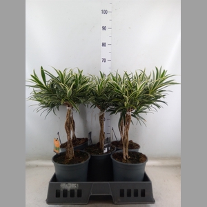 Dracaena refl.   ...