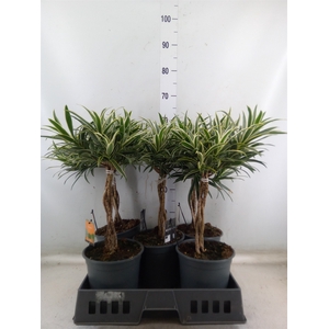 Dracaena refl.   ...