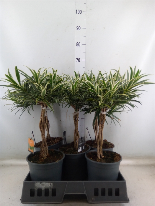 <h4>Dracaena refl.   ...</h4>