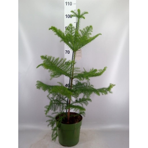 Araucaria heterophylla