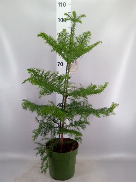 Araucaria heterophylla