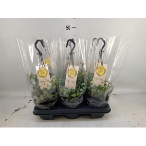 Hoya krohniana 'Eskimo'