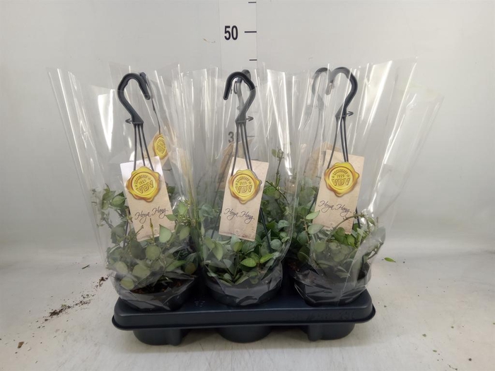 <h4>Hoya krohniana 'Eskimo'</h4>