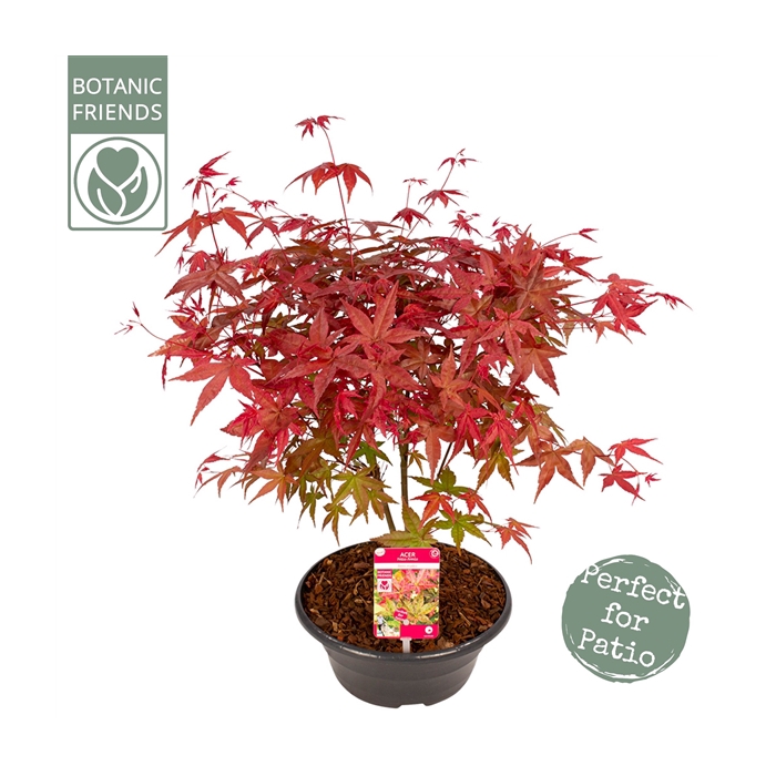 <h4>Acer palm. 'Beni-maiko'</h4>