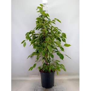 Ficus benja. 'Golden King'