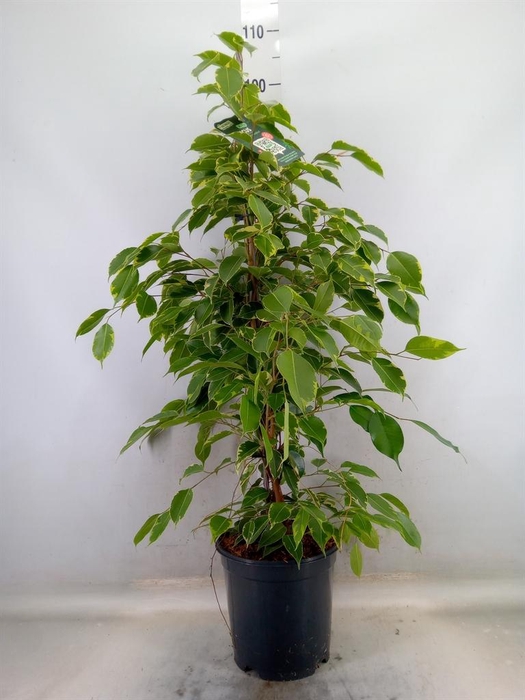 <h4>Ficus benja. 'Golden King'</h4>