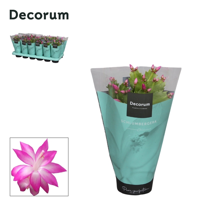 <h4>Schlumbergera - 9 cm - Pink (Cyber) met hoes - Decorum</h4>