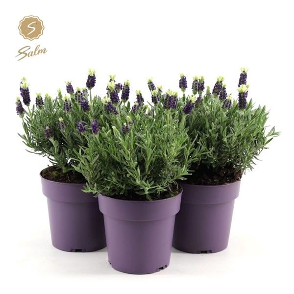 <h4>Lavandula st. 'Anouk White'® P15</h4>