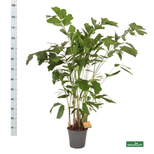 CARYOTA MITIS