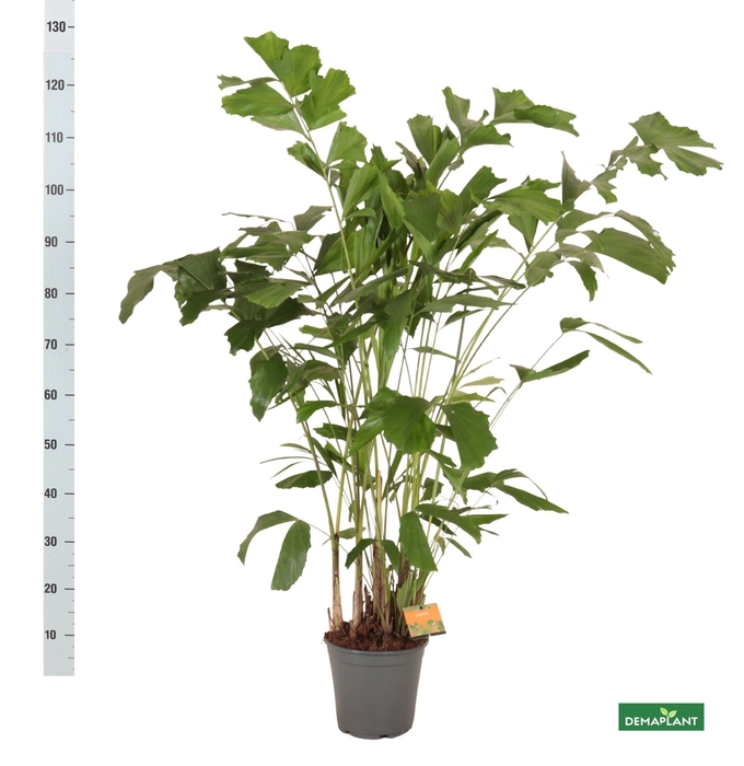 <h4>CARYOTA MITIS</h4>