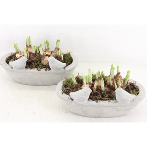 arr4 Narcis JS - Vogel ovaal x4