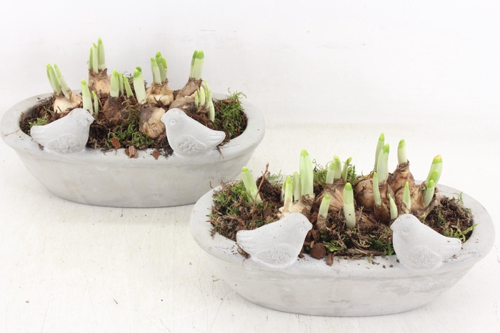 <h4>arr4 Narcis JS - Vogel ovaal x4</h4>