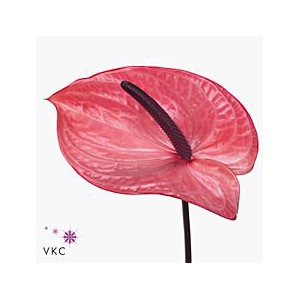 Anthurium candy
