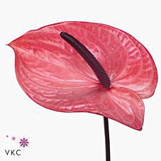 <h4>Anthurium candy</h4>
