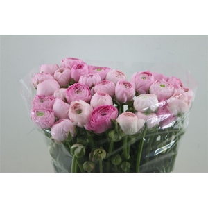 Ran Aazur Pink Super