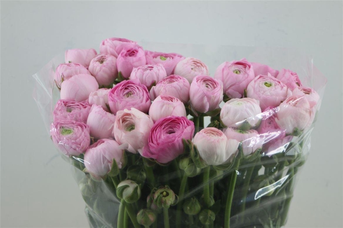 <h4>Ran Aazur Pink Super</h4>