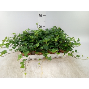 Hedera helix 'Shamrock'