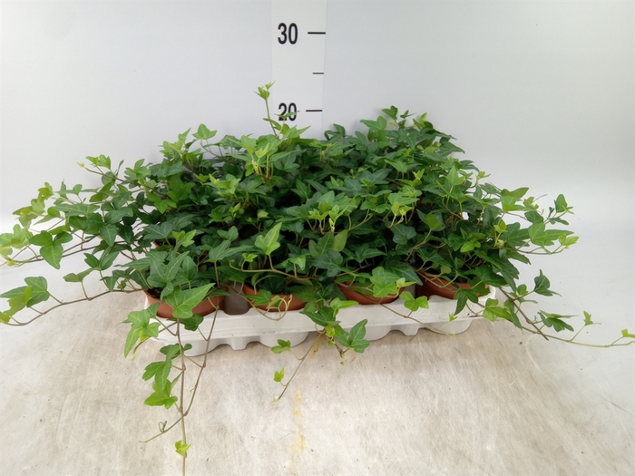<h4>Hedera helix 'Shamrock'</h4>