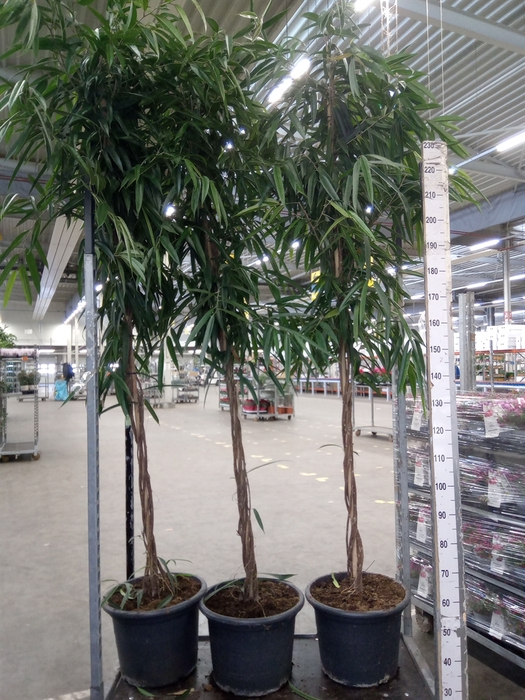 <h4>Ficus binn. 'Alii'</h4>