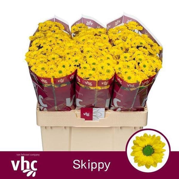 <h4>CHR SAN SKIPPY</h4>