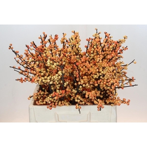 Ilex Verticillata Magical Cresgold