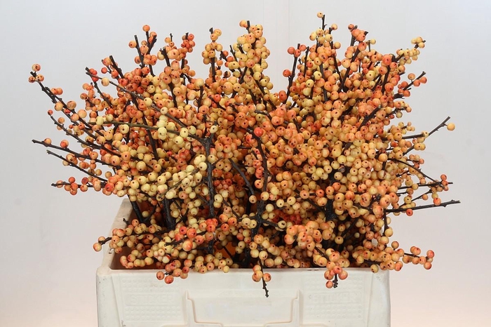 <h4>Ilex Verticillata Magical Cresgold</h4>