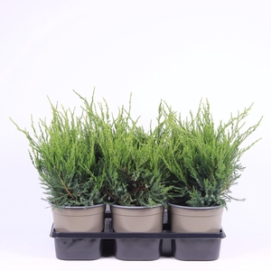 Juniperus x pfitzeriana Mint Julep