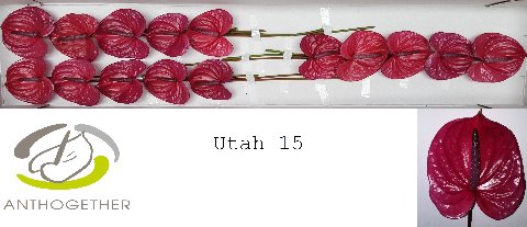 <h4>ANTH A UTAH 15</h4>