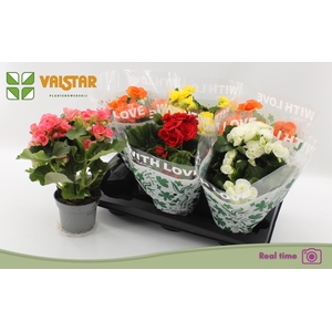 BEGONIA MIX P13