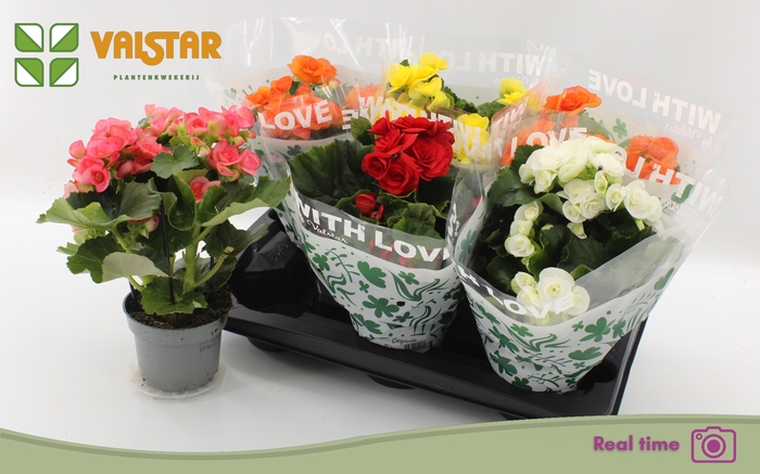 <h4>BEGONIA MIX P13</h4>