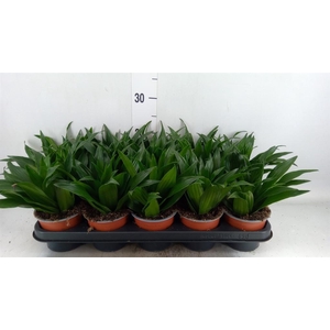 Dracaena frag. 'Compacta'
