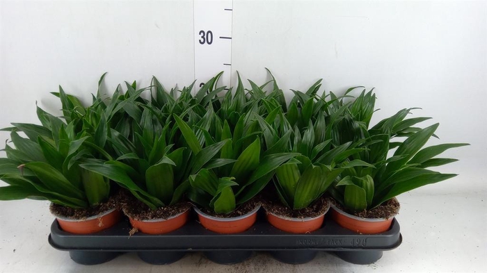 <h4>Dracaena frag. 'Compacta'</h4>
