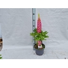 Lupinus 'West Country' Rachel de Thame - 23 cm