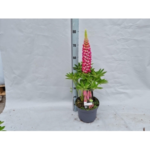 Lupinus 'West Country' Rachel de Thame - 23 cm