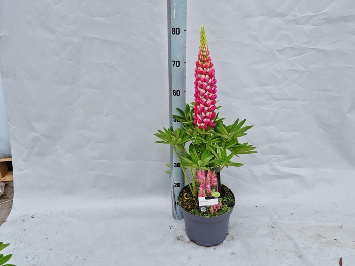 Lupinus 'West Country' Rachel de Thame - 23 cm