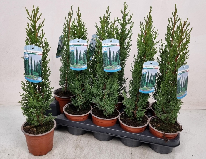 <h4>CUPRES SE TOTEM</h4>