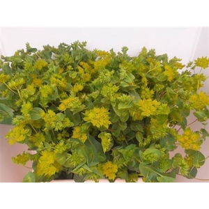 Bupleurum Rotundifol