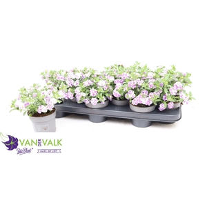 CALIB MINIF LAVENDER