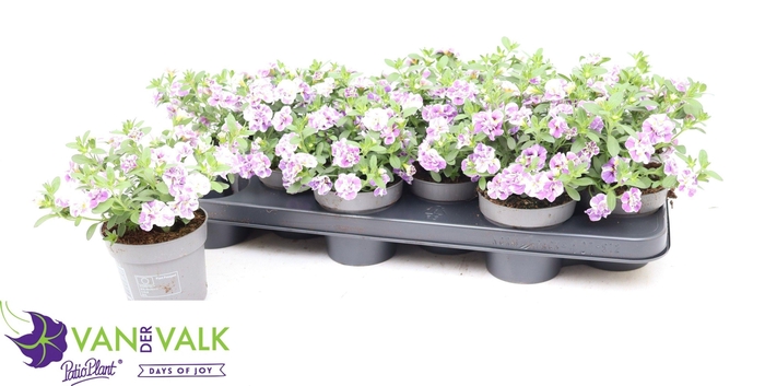 <h4>CALIB MINIF LAVENDER</h4>