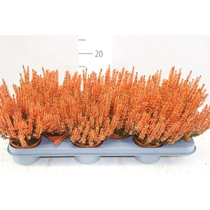 Calluna Painted Orange