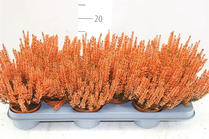 <h4>Calluna Painted Orange</h4>