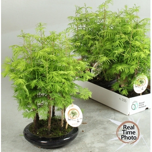 BONSAI OV