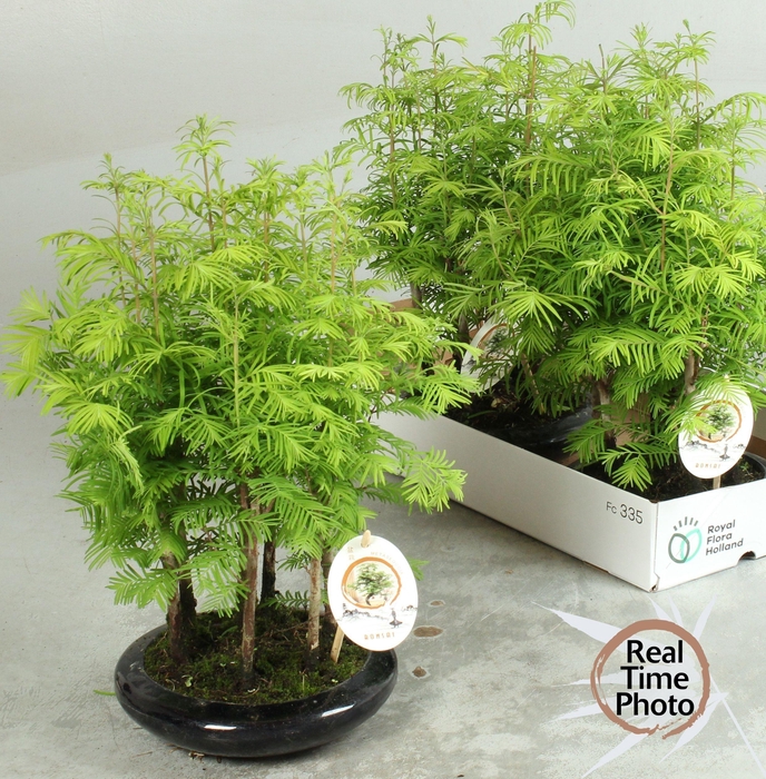 <h4>BONSAI OV</h4>