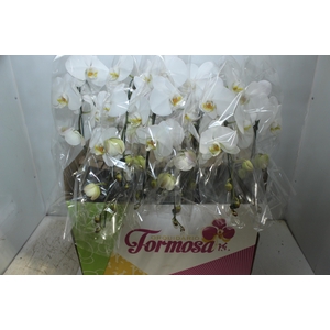 PHALAENOPSIS CASCATA P15 BRANCO MIN 8 FLS